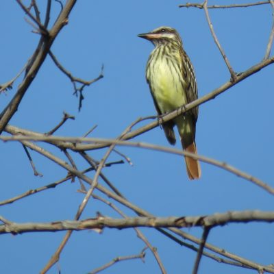 Myiodynastes luteiventris - Lina Leyton