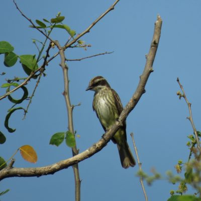 Legatus leucophaius - Sebastian Betancourth