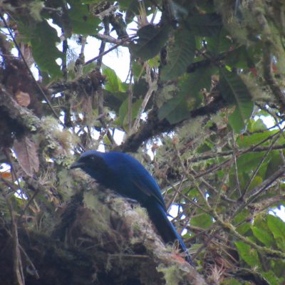 Cyanolyca armillata - Eduar Laguna