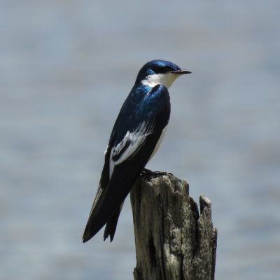 Tachycineta albiventer - Sebastian Betancourth