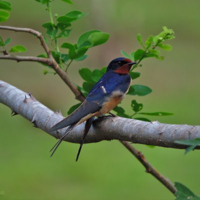 Hirundo rustica - William Muñoz