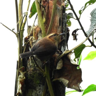 Troglodytes solstitialis - Edier Rojas