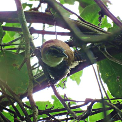 Pheugopedius fasciatoventris - Sebastian Betancourth