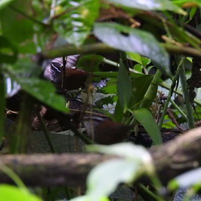 Henicorhina leucophrys - Nicolas Jara