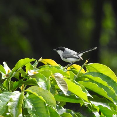 Polioptila plumbea - Nicolas Jara