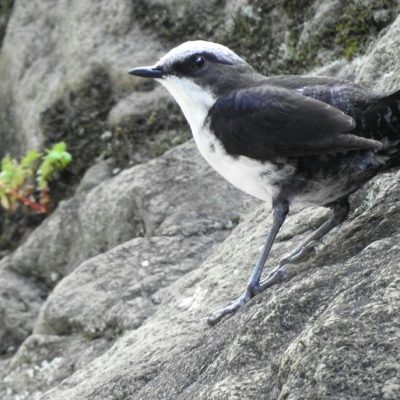 Cinclus leucocephalus - Erik Gaitan