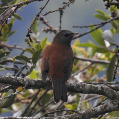 Myadestes ralloides - Anselmo Imbachi