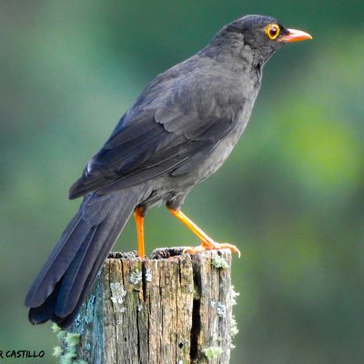 Turdus fuscater