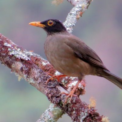 Turdus olivater - Erik Gaitan
