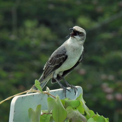 Mimus gilvus - Jorge Peña