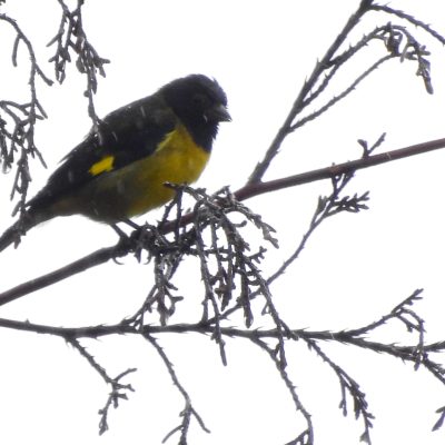 Spinus xanthogastrus - Carolina Capera