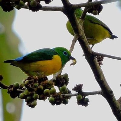 Chlorophonia cyanea - William Muñoz