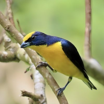 Euphonia lanirostris - Carolina Capera