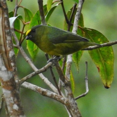 Euphonia mesochrysa - Edier Rojas