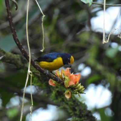 Euphonia xanthogaster - Jorge Peña