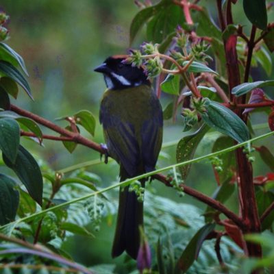 Atlapetes albofrenatus - Edier Rojas