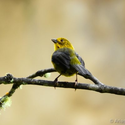 Atlapetes flaviceps - Dilmer Arias