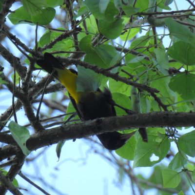 Cacicus cela - Jorge Peña