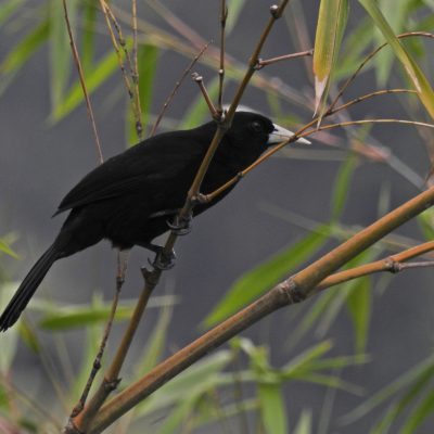 Cacicus solitarius - Edier Rojas
