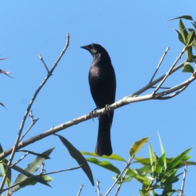 Molothrus bonariensis - Sebastian Betancourth