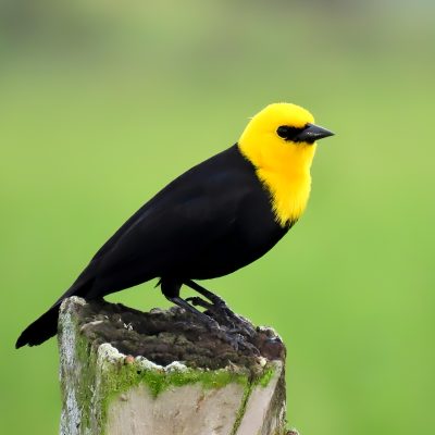 Chrysomus icterocephalus