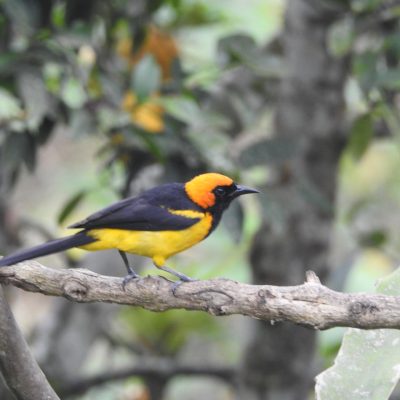 Icterus auricapillus - Roso Ortiz