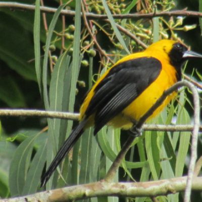 Icterus chrysater - Miryon Montes