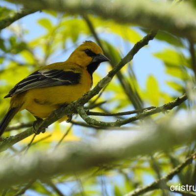 Icterus nigrogularis - Cristina Trujillo