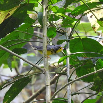 Cardelina canadensis - Nicolas Jara