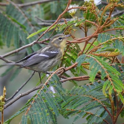 Setophaga fusca - Nicolas Jara
