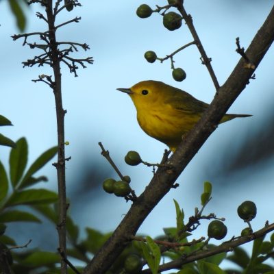 Setophaga petechia - Miryom Montes