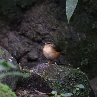 Myiothlypis fulvicauda - Nicolas Jara