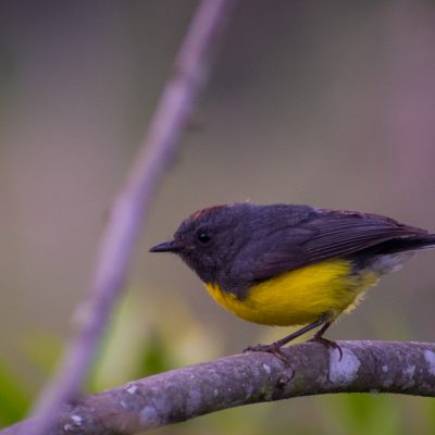 Myioborus miniatus - Michael Pasaje
