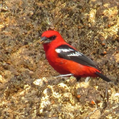 Piranga leucoptera - William Muñoz