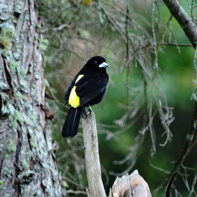 Ramphocelus flammigerus - Dilmer Arias