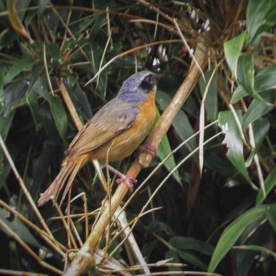Sphenopsis melanotis - Luisa Castillo