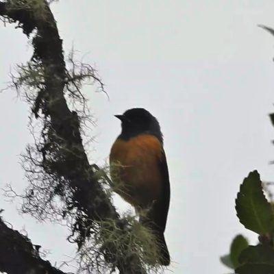 Conirostrum sitticolor - Edier Rojas