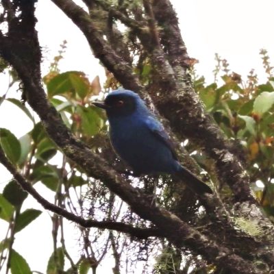 Diglossa cyanea - Edier Rojas