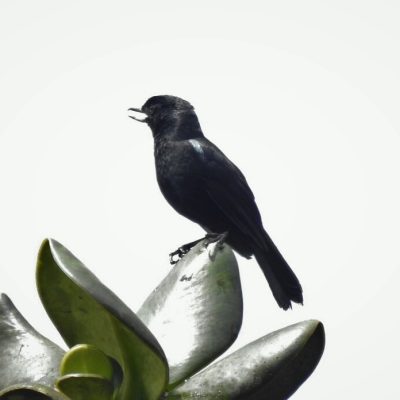 Diglossa lafresnayii - Anselmo Imbachi