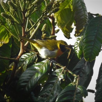 Hemithraupis guira - Anselmo Imbachi