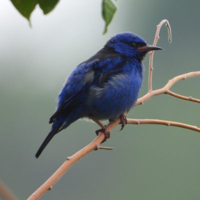 Dacnis cayana - Sebastian Betancourth