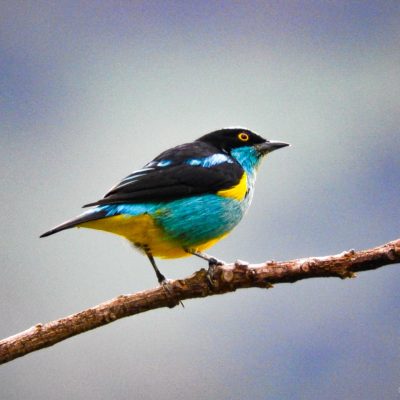 Dacnis lineata - Dilmer Arias