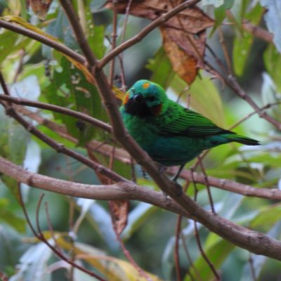 Chlorochrysa calliparaea - Edier Rojas