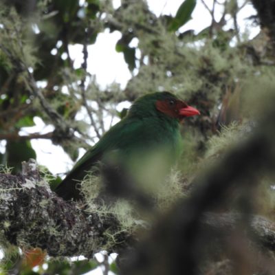 Chlorornis riefferii - Edier Rojas