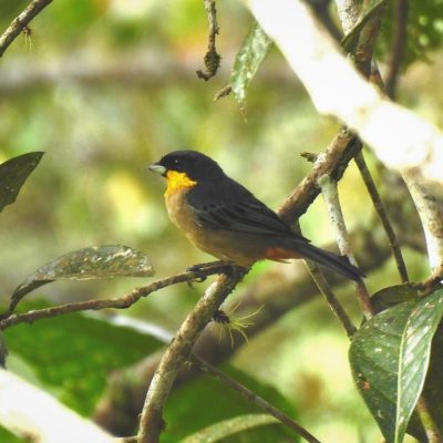 Iridosornis analis - Harol Guamanga