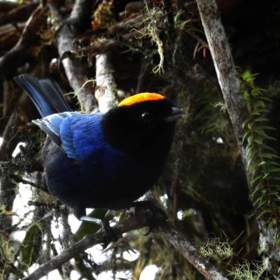 Iridosornis rufivertex - Edier Rojas