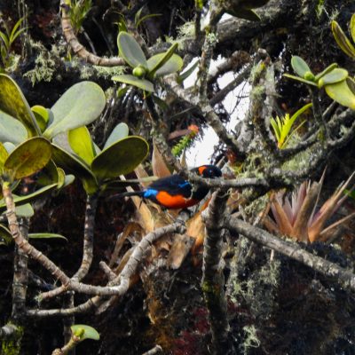 Anisognathus igniventris - Oscar Castillo