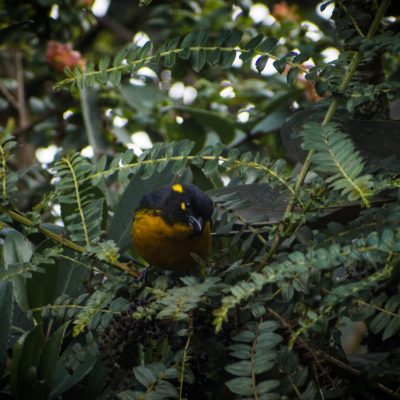 Anisognatus lacrymosus - Michael Pasaje