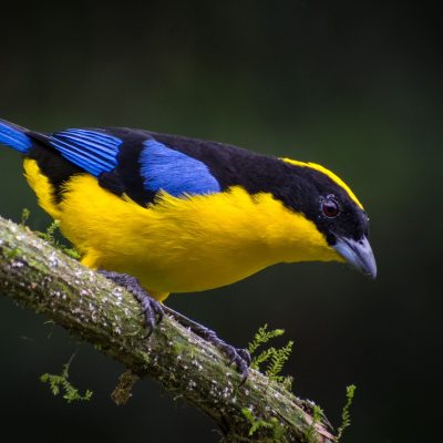 Anisognatus somptuosus