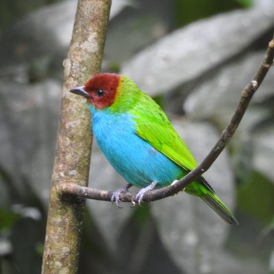 Tangara gyrola